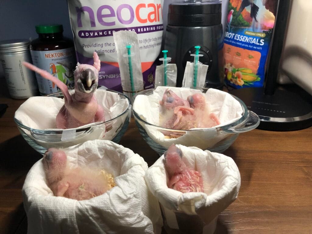 485143549 1175327591045807 5457140830469203043 n