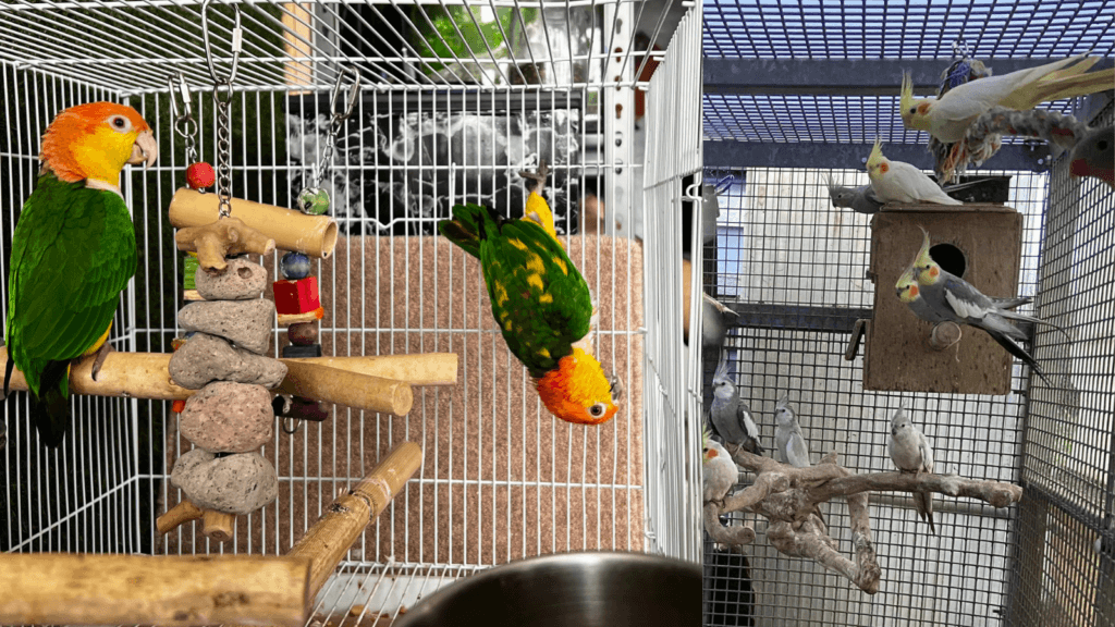 parakeet cage
