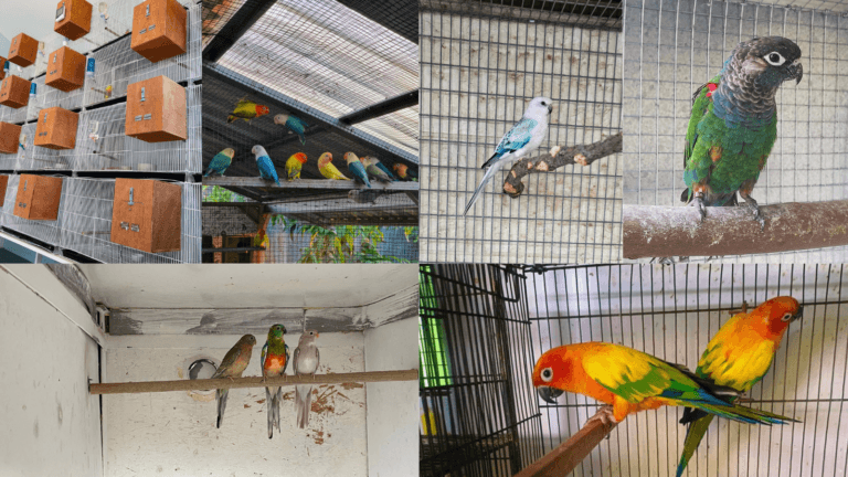 Create the perfect parakeet habitat! Learn how to choose the right parakeet cage, essential parakeet cage accessories, and strategic placement for safety and enrichment. Expert step-by-step instructions for beginners and tips for a thriving, happy feathered friend.
