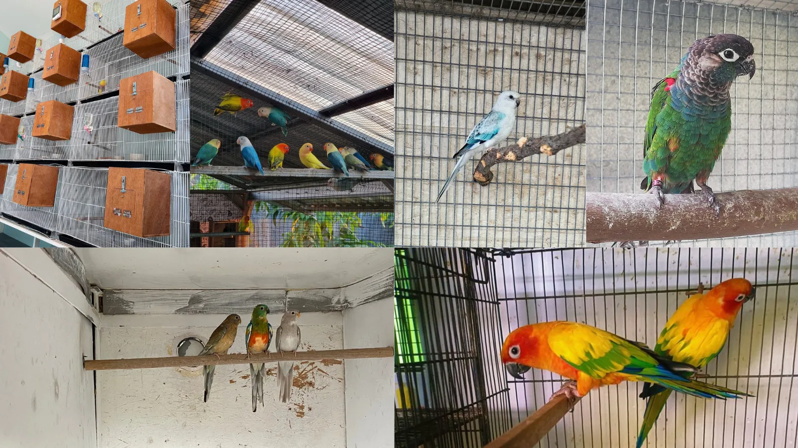 Create the perfect parakeet habitat! Learn how to choose the right parakeet cage, essential parakeet cage accessories, and strategic placement for safety and enrichment. Expert step-by-step instructions for beginners and tips for a thriving, happy feathered friend.