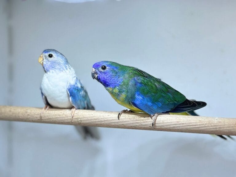 Parakeet Care: The Ultimate Breeder & Aviculture Guide (2025)