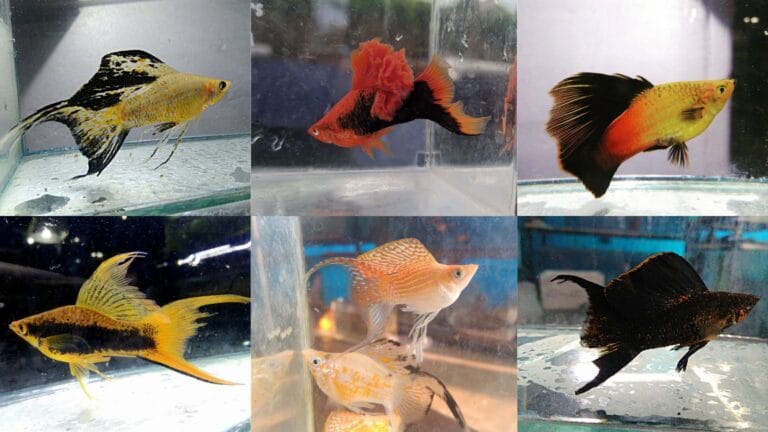 Unlock the secrets to successful livebearer breeding. This comprehensive guide covers water quality, optimal diet, species tanks, and essential care tips for healthy, prolific livebearer colonies.