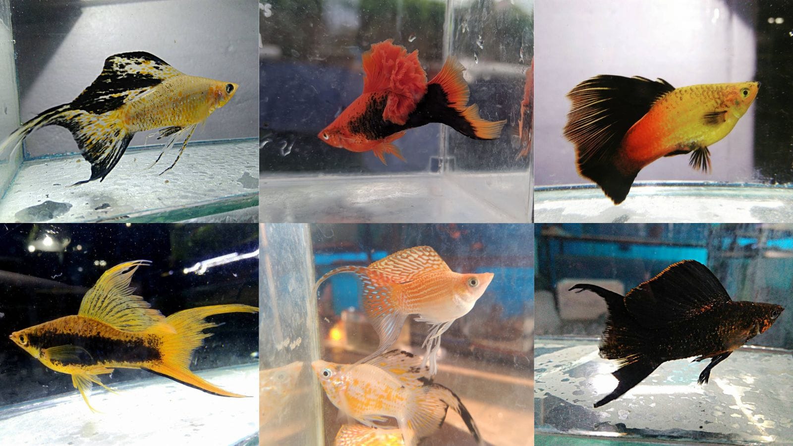 Unlock the secrets to successful livebearer breeding. This comprehensive guide covers water quality, optimal diet, species tanks, and essential care tips for healthy, prolific livebearer colonies.