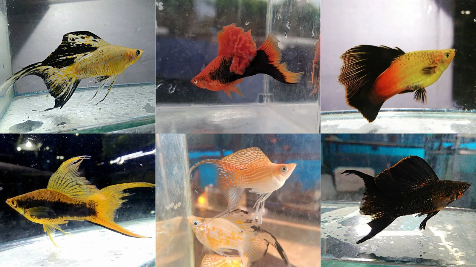 Unlock the secrets to successful livebearer breeding. This comprehensive guide covers water quality, optimal diet, species tanks, and essential care tips for healthy, prolific livebearer colonies.