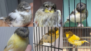 Gloster Canary: A Master Guide to Breeding