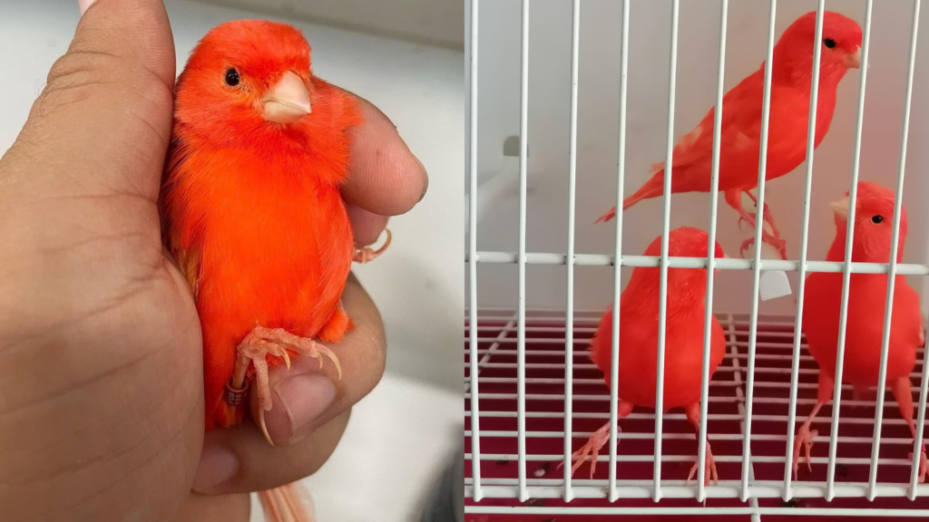 red factor canary