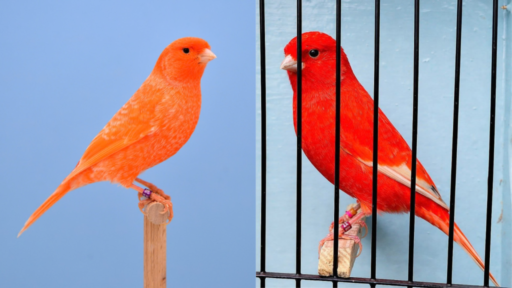 red factor canary