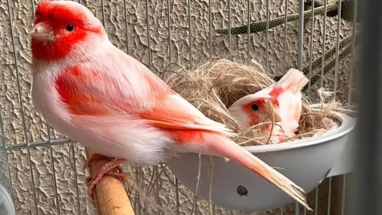 Master the art of raising the Mosaic Canary. Learn professional breeding techniques, O.M.J. show standards, and nutritional strategies for elite competition.